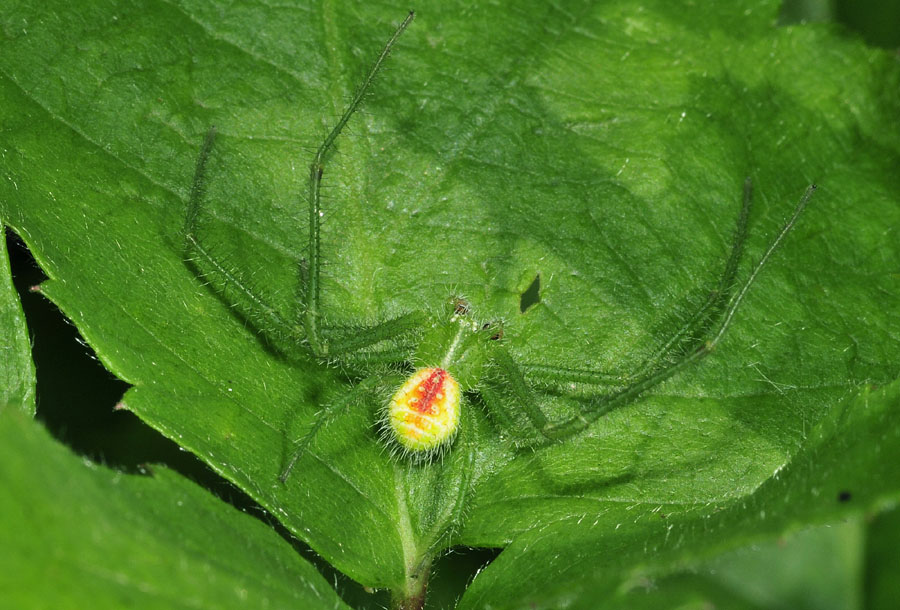 Thomisidae:  Heriaeus hirtus, maschio  - Toano (RE)